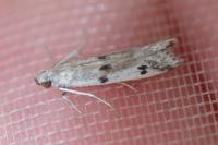 Phycitodes binaevella