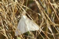 Sitochroa palealis