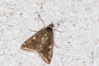 Loxostege sticticalis