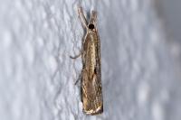 Agriphila geniculea