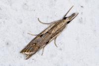 Agriphila geniculea