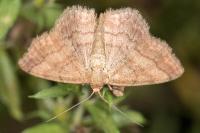Scopula rubiginata