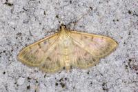 Patania ruralis