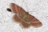 Scopula rubiginata