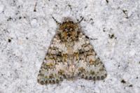 Hecatera dysodea