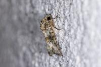 Hecatera dysodea