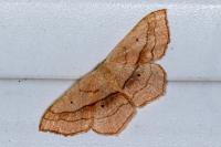 Scopula imitaria
