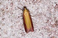 Oncocera semirubella
