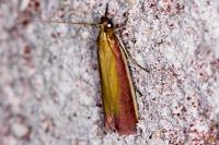 Oncocera semirubella