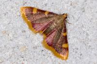 Hypsopygia costalis