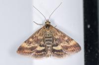 Pyrausta despicata
