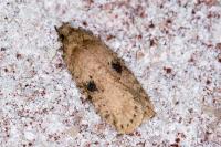 Agonopterix arenella