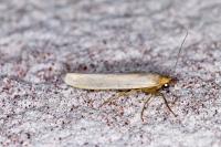 Eilema caniola
