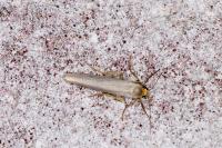 Eilema caniola
