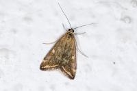Loxostege sticticalis