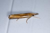 Agriphila tristella