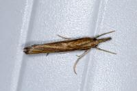Agriphila tristella