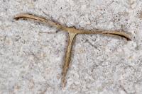 Emmelina monodactyla