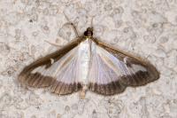 Cydalima perspectalis
