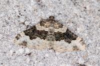 Epirrhoe galiata