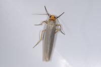 Eilema caniola