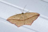 Timandra comae