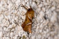 Triodia sylvina