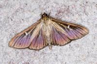 Cydalima perspectalis