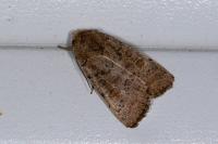 Hoplodrina ambigua