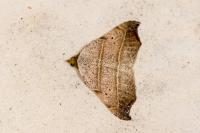 Laspeyria flexula