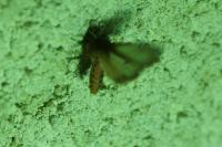 Phragmatobia fuliginosa