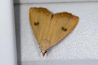 Rivula sericealis