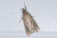 Eudonia pallida
