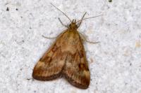 Pyrausta despicata