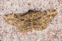 Peribatodes rhomboidaria