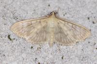Patania ruralis