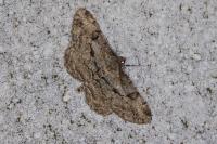 Peribatodes rhomboidaria