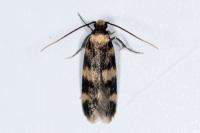Oegoconia