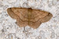 Scopula rubiginata