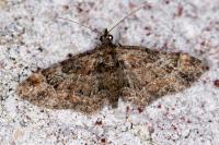 Gymnoscelis rufifasciata