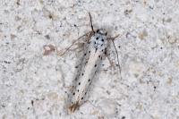 Yponomeuta