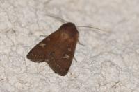Xestia xanthographa