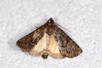 Thalpophila matura