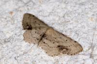 Idaea dimidiata