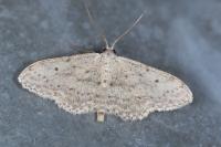 Idaea seriata