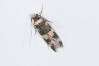 Oegoconia