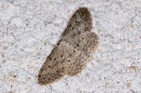 Idaea seriata