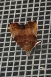 Choreutis nemorana