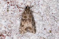 Eudonia mercurella