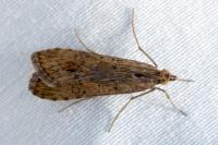Nomophila noctuella